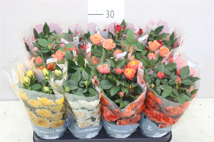 <h4>Rosa Kordana Gemengd Danmark</h4>
