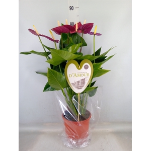 Anthurium andr. 'Violet Heart'
