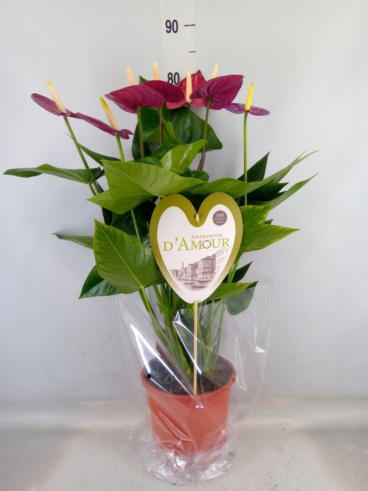 <h4>Anthurium andr. 'Violet Heart'</h4>