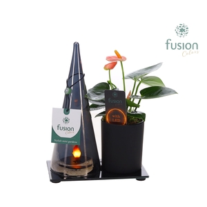 LED Duo glas met Anthurium