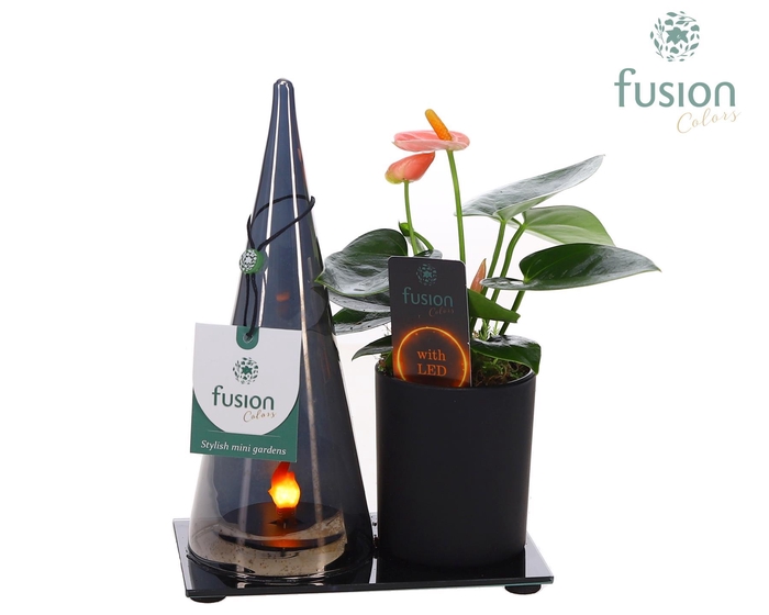 <h4>LED Duo glas met Anthurium</h4>