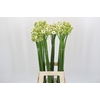 Ornithogalum Saundersiae