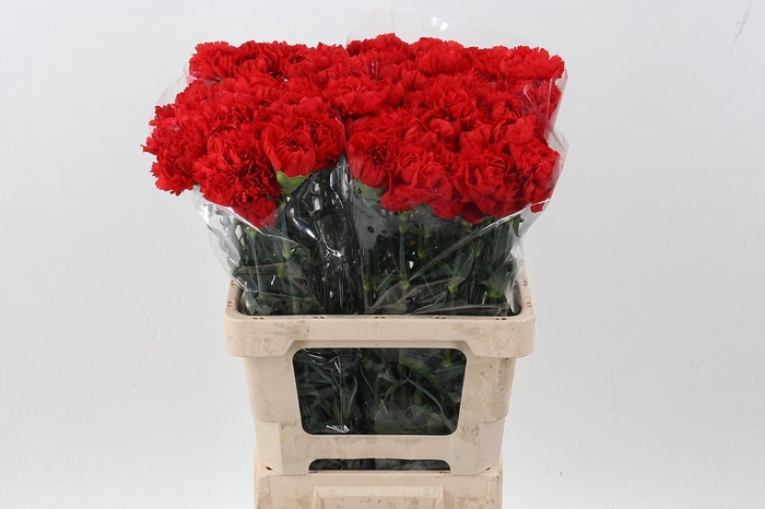 <h4>Di St Don Pedro IT</h4>