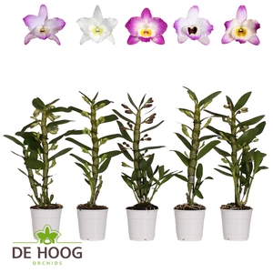 Dendrobium Nobile Mix 1 stam 6+ tros De Hoog