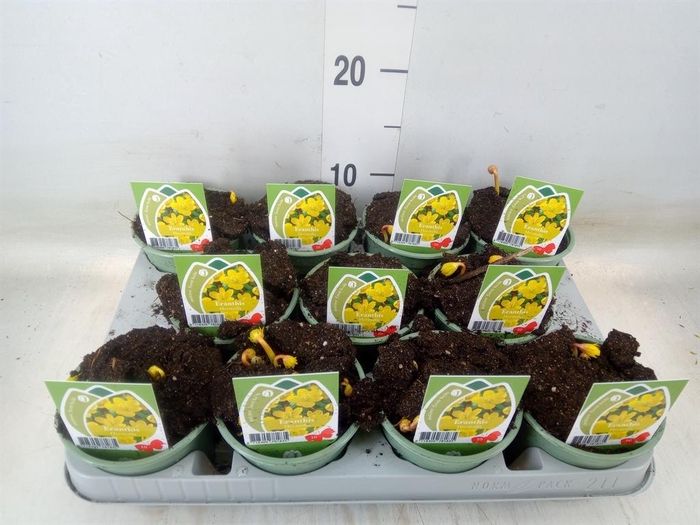 <h4>Eranthis hyemalis</h4>