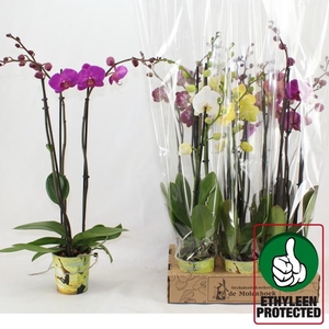 PHAL GEM 4 KL