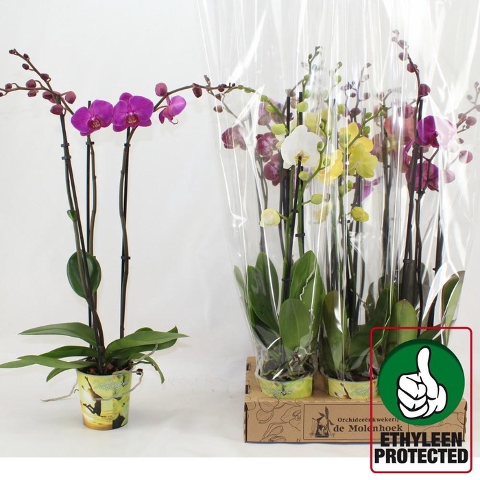 <h4>PHAL GEM 4 KL</h4>