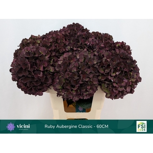 Hydrangea Magical Rubyred CL paars