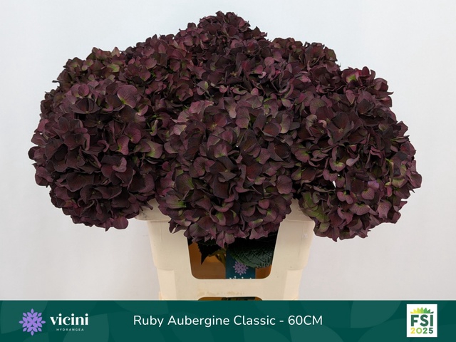 <h4>Hydrangea Magical Rubyred CL paars</h4>