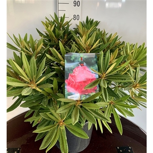 Rhodo. 'Ana' pink/red