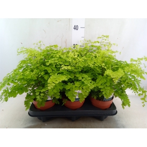 Adiantum raddi. 'Fragrans'