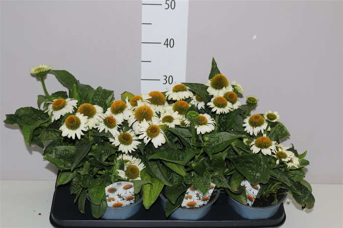 <h4>Echinacea Som Blanco White</h4>