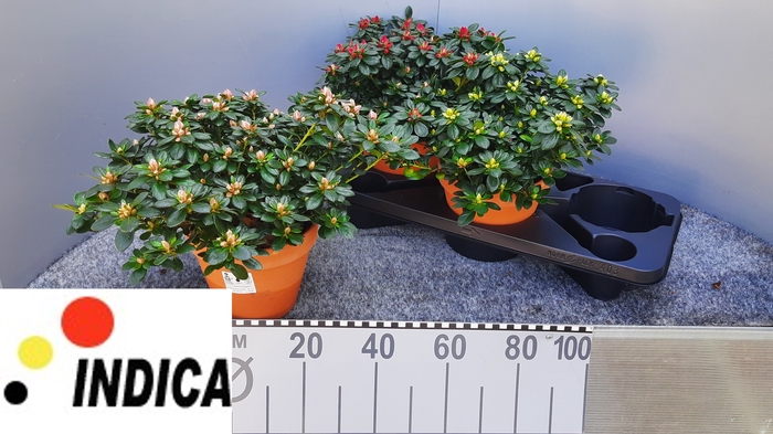<h4>RHODO SI GEM 3 SRT</h4>