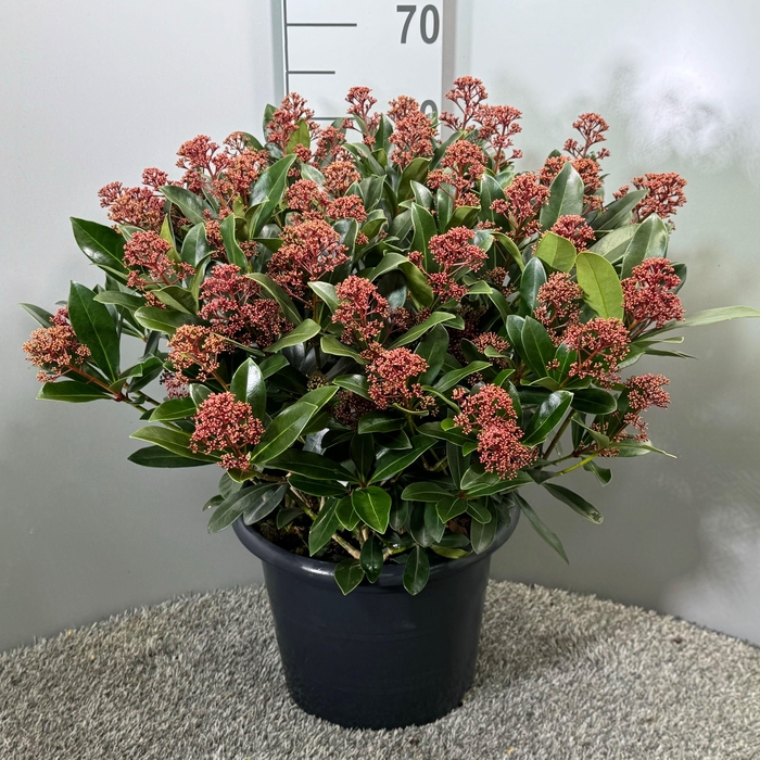 <h4>Skimmia japonica 'Rubella'</h4>