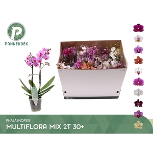 PHAL MF GEM 10 KL
