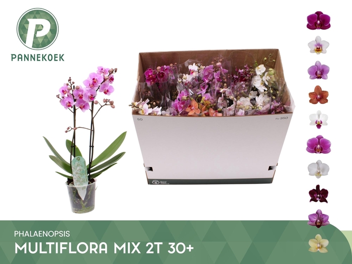 <h4>PHAL MF GEM 10 KL</h4>