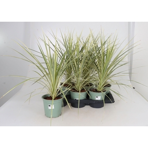 CORD AUS VARIEGAT