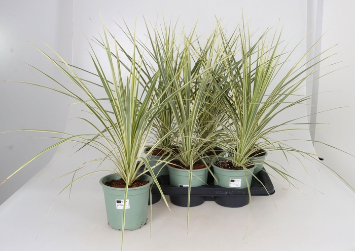 <h4>CORD AUS VARIEGAT</h4>