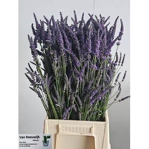 LAVANDULA ANGUST BOS