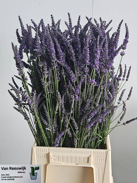 <h4>LAVANDULA ANGUST BOS</h4>