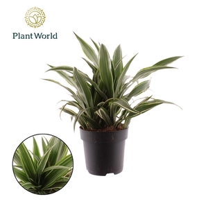 Dracaena Fragrans Warneckei