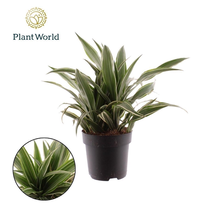 <h4>Dracaena Fragrans Warneckei</h4>