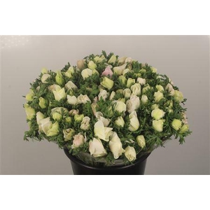 Anemone Fr. Panda White