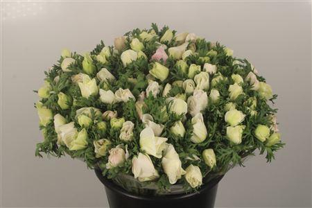 <h4>Anemone Fr. Panda White</h4>