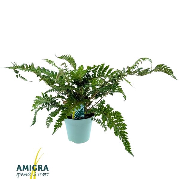 <h4>Polystichum polyblepharum 'Jade'</h4>