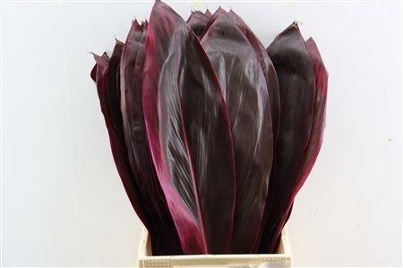 <h4>CORDYLINE PURPLE COM</h4>