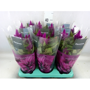 Celosia arg. SP 'Deep Purple'