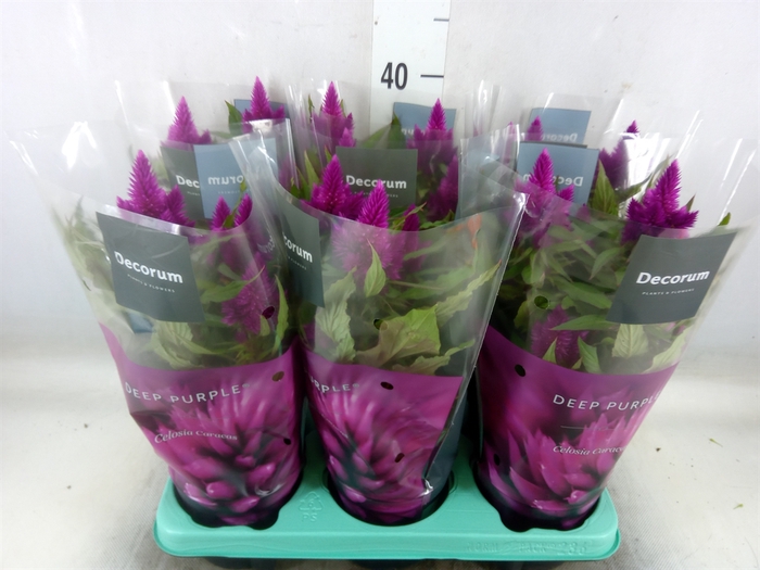 <h4>Celosia arg. SP 'Deep Purple'</h4>
