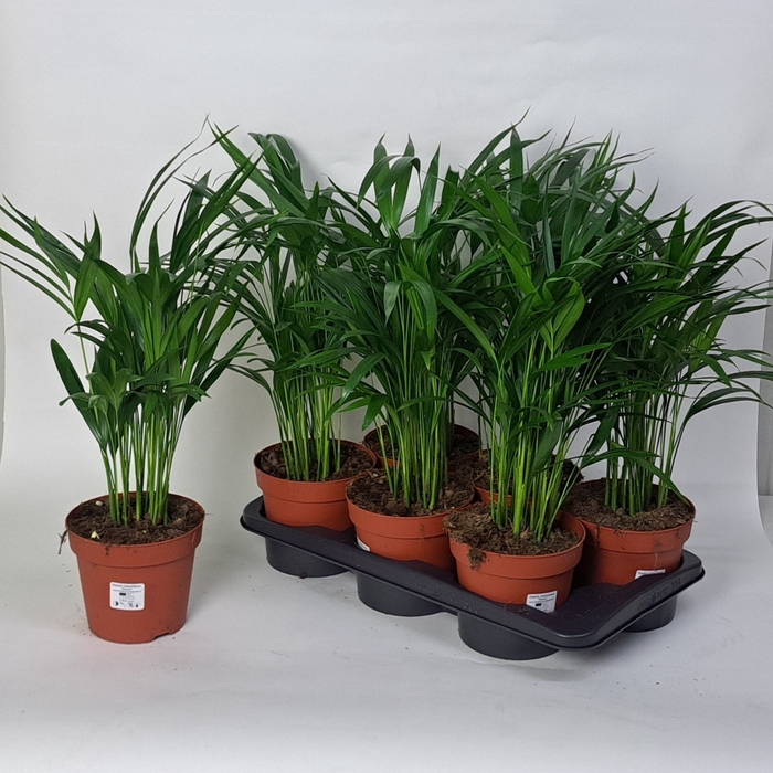 <h4>DYPSIS LUTESCENS</h4>