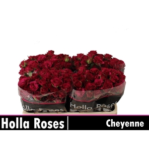 R TR CHEYENNE
