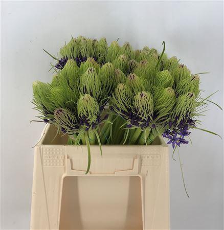 <h4>Scilla Peruviana</h4>