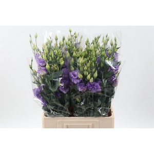 Eus G Corelli Lavender