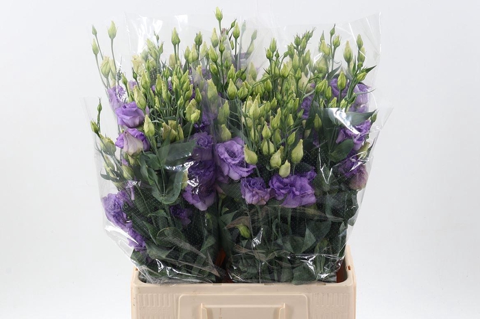 <h4>Eus G Corelli Lavender</h4>