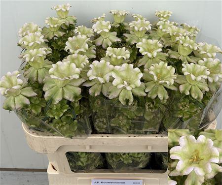 <h4>Campanula M Evergreen Pearl</h4>