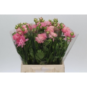 Ranunculus Moderna Pink