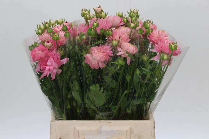 <h4>Ranunculus Moderna Pink</h4>