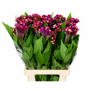 Celosia Cr Bombay Firosa