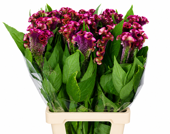 <h4>Celosia Cr Bombay Firosa</h4>