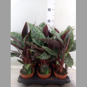 Apoballis acuminatissima