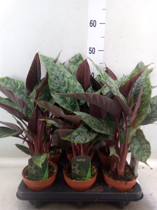 <h4>Apoballis acuminatissima</h4>