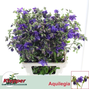 AQUIL BLUE LADY