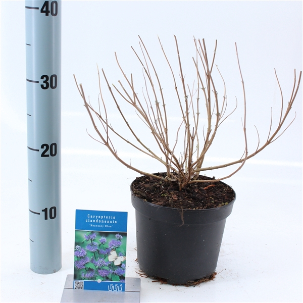 <h4>Caryopteris cland. 'Heavenly Blue'</h4>