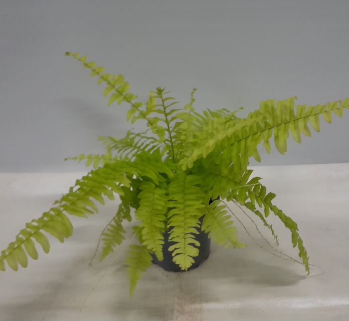 <h4>NEPHROLEPIS EXALTATA P11 BLONDE</h4>