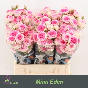 R TR MIMI EDEN