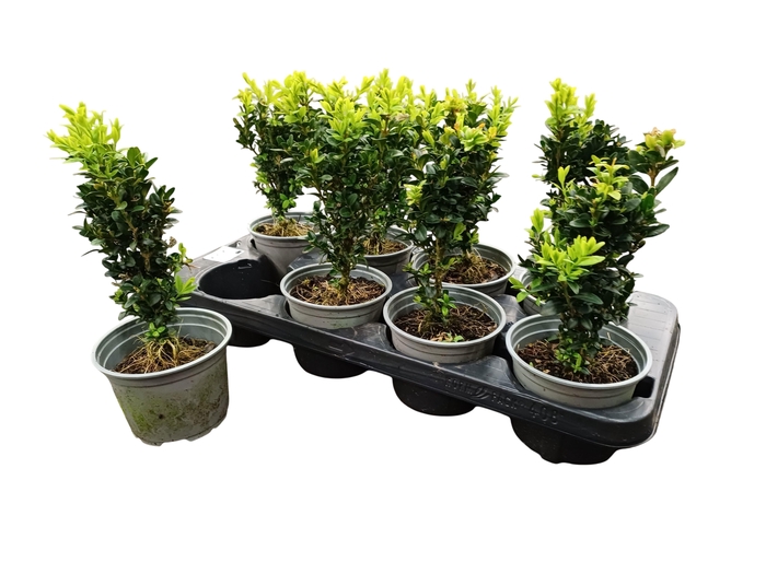 <h4>BUXU SEMPERVIRENS</h4>