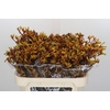 Anigozanthos Gold Fever